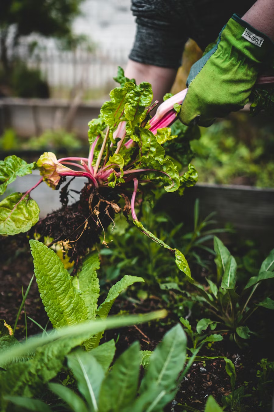 Vers geoogste snijbiet met levendige groene bladeren en roze stelen.
