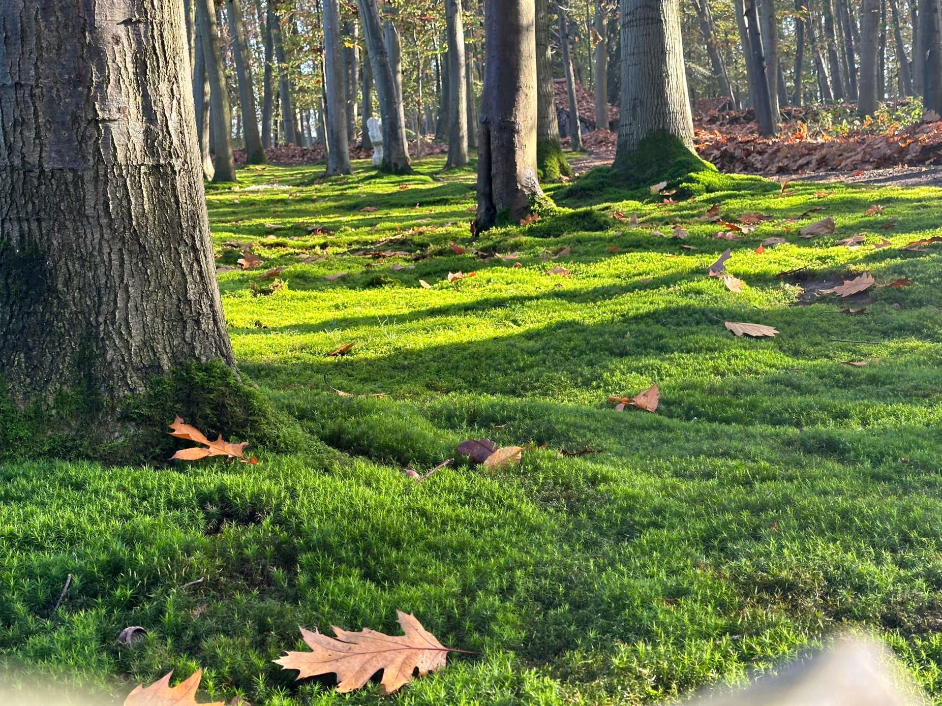 Bosrijk landschap met hoge bomen en bemoste grond bij Kasteelhoeve Rendelborn.